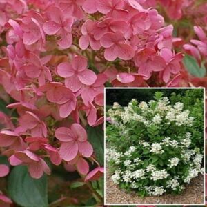 Hortenzia metlinatá ‘EARLY SENSATION’ – skoré kvitnutie a kvety meniace farbu od bielej po červenú (kontajner 3 l)