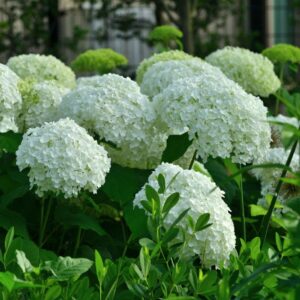 Hortenzia metlinatá ‘MEGA PEARL’ – veľkokvetý bielo-krémový ker s elegantnými plnými súkvetiami (kontajner 2 l)