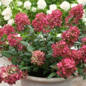 Hortenzia metlinatá ‘PETITE CHERRY’ – kompaktná hortenzia s ružovo červenými kvetmi (kontajner 3 l)