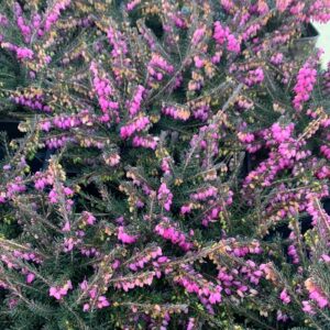 Vresovec darleyensis ‘KRAMER’S ROTE’ – zimný kvitnúci ker, ktorý oživí záhradu farbou (kontajner 2 l)