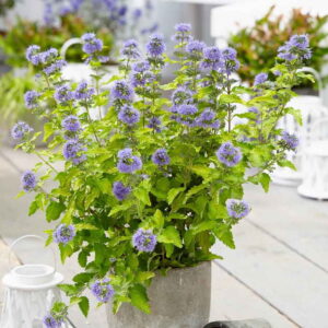 Bradavec klandonský ‘Hint of Gold’ – okrasný ker so žltými listami a modrými kvetmi