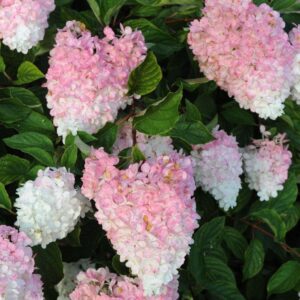 Hortenzia metlinatá ‘CONFETTI’ – viacfarebný bielo-ružový ker s postupnou farebnou premenou (kontajner 5 l)