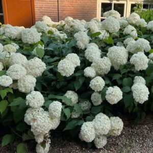 Hortenzia metlinatá ‘WHITE LADY’ – bielo-ružový kvitnúci ker s prirodzeným, vzdušným efektom (kontajner 3 l)