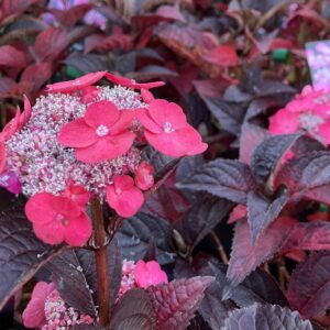 Hortenzia pílovitá ‘DAREDEVIL’ – kompaktný ker s tmavými listami a červeno-ružovými kvetmi (kontajner 3 l)