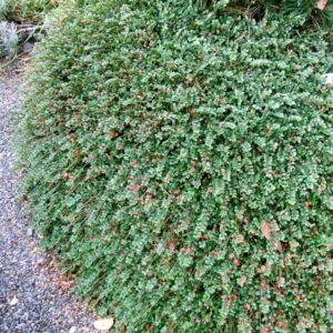 Skalník drobnolistý ‘STREIBS FINDLING’ – hustý pôdopokryvný ker, ktorý spoľahlivo zakryje pôdu (kontajner1 l)