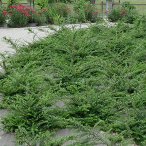 Zemolez lesklý – nízky pôdopokryvný ker na rýchle pokrytie plochy (kontajner 1 l)