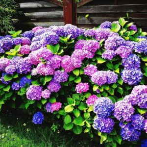 Hortenzia pílovitá ‘AVERLOZ’ – kompaktný modro-ružový ker s jemnými kvetmi do menších záhrad (kontajner 5 l)