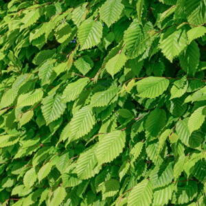 Hrab obyčajný – strom do živého plotu s hustým olistením (voľnokorenný / 2l kontajner)