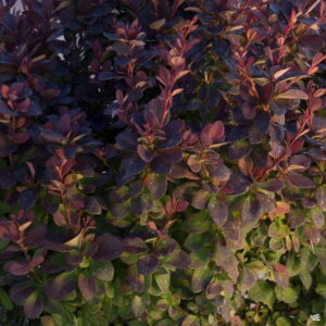 Dráč Thunbergov ‘CONCORDE’ – nízky okrasný ker s tmavými bordovými listami (kontajner 2 l)