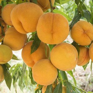 Broskyňa zakrslá ‘HONEY GOLD’ – mini ovocný strom so sladkými plodmi (zemný bal, 40–70 cm)
