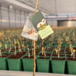 Lieska stromovitá ‘VEĽKOPLODÁ’ – veľké aromatické plody 70/100 cm (kontajner 5 l)