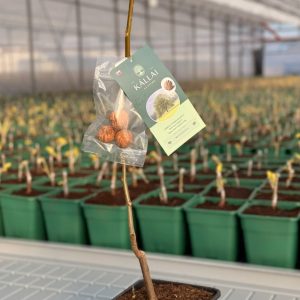 Orech ‘MILOTAI 10-14 KÉSEI’ – neskoro dozrievajúca úrodná odroda 70/100 cm (kontajner 5 l)
