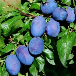 Slivka ‘JOGANTA’ – samoopelivá veľkoplodá slivka, podpník Myrobalan, voľnokorenná