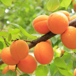 Marhuľa zakrslá ‘GARDEN APRIGOLD’ – mini ovocný strom so skorými oranžovými plodmi (zemný bal, 40–70 cm)