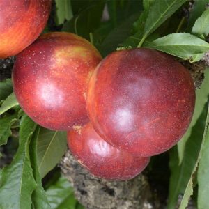 Nektarinka zakrslá ‘RUBIS NECTA ZEE’ – mini ovocný strom s červenooranžovými plodmi (zemný bal, 40–70 cm)