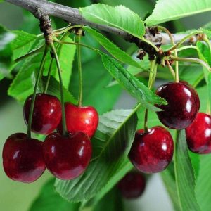 Višňa zakrslá ‘PIEMONT’ – mini ovocný strom s červenými sladkokyslými plodmi (zemný bal, 40–70 cm)