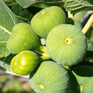 Figovník obyčajný ‘DOTTATO’ – sladkoplodý figovník do záhrady aj črepníka 40/60 cm (kontajner 1 l)